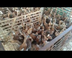 images (96)